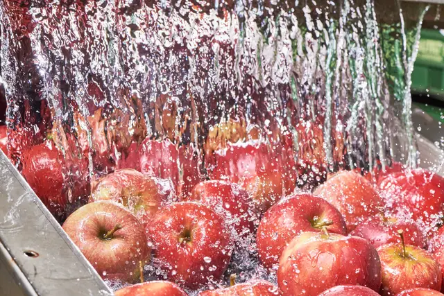 Frisch geerntete Äpfel unter sprudelndem Wasserstrahl in der Waschanlage einer Saftmanufaktur