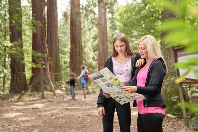Mutter und Tochter studieren die Wanderkarte unter mächtigen Mammutbäumen beim Ausflug im Wald